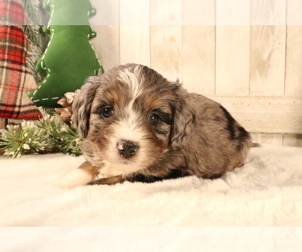 Medium Photo #332 Aussiedoodle Miniature  Puppy For Sale in STAFFORD, VA, USA
