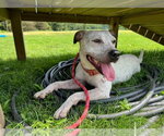 Small Photo #2 American Staffordshire Terrier-Unknown Mix Puppy For Sale in Pierceton , IN, USA