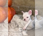 Small #2 French Bulldog