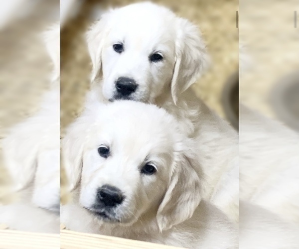 Medium Photo #1 English Cream Golden Retriever Puppy For Sale in HIDDENITE, NC, USA