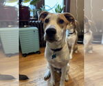 Small #1 Retriever  Mix