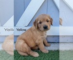 Puppy Miss Yellow Golden Retriever