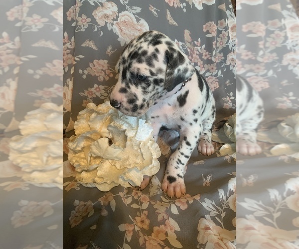 Medium Photo #10 Great Dane Puppy For Sale in DIGHTON, MA, USA