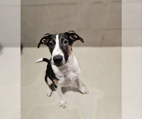 Medium Photo #1 Coonhound-Unknown Mix Puppy For Sale in Chicago, IL, USA