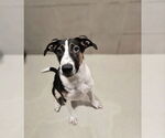 Small Coonhound Mix