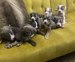 American Bully Puppy for sale in HIGH POINT, NC, USA