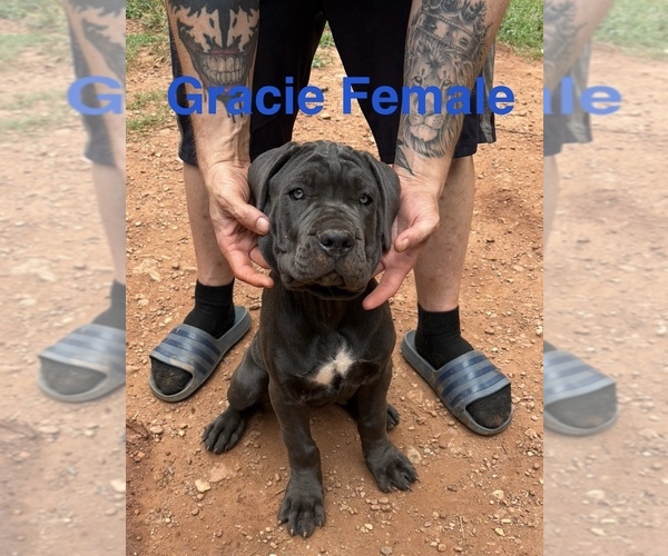 Medium Photo #8 Cane Corso Puppy For Sale in ROCKMART, GA, USA