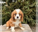 Small #2 Cavalier King Charles Spaniel-Miniature Bernedoodle Mix