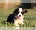 Puppy Elliot Pembroke Welsh Corgi