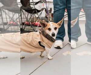 Jack Chi Dogs for adoption in Visalia, CA, USA