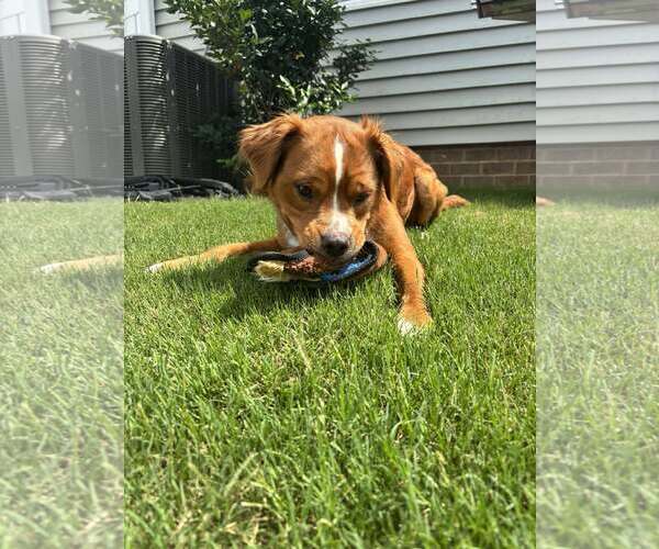 Medium Photo #6 Border Collie-Spaniel Mix Puppy For Sale in Spring Lake, NC, USA