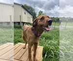 Small #1 Airedale Terrier-Redbone Coonhound Mix