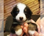 Puppy 10 Australian Shepherd