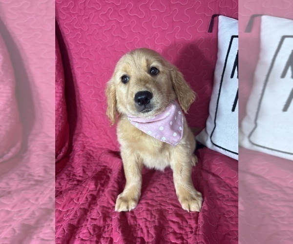 Medium Photo #2 Golden Retriever Puppy For Sale in GREENFIELD, IN, USA