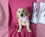 Gwen - Female Golden Retriever Puppy for Sale - Photo #2