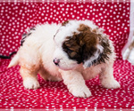 Small Photo #2 Saint Berdoodle Puppy For Sale in WAKARUSA, IN, USA