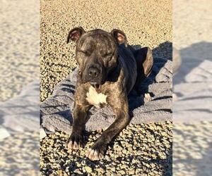 ZEUS #18 - Male Mutt Dog for Adoption - Photo #2