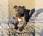 Small Photo #2 Mutt Puppy For Sale in Chandler, AZ, USA