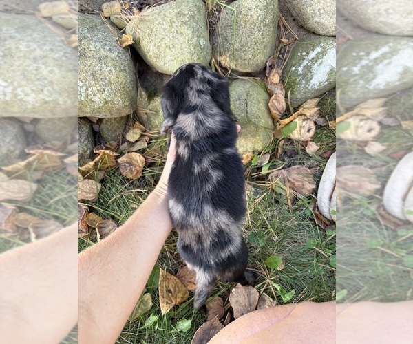 Medium Photo #7 Dachshund Puppy For Sale in MIDDLEBURY, IN, USA