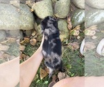Truffles - Female Dachshund Puppy for Sale - Photo #7