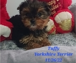 Small Photo #1 Yorkshire Terrier Puppy For Sale in SHIPSHEWANA, IN, USA