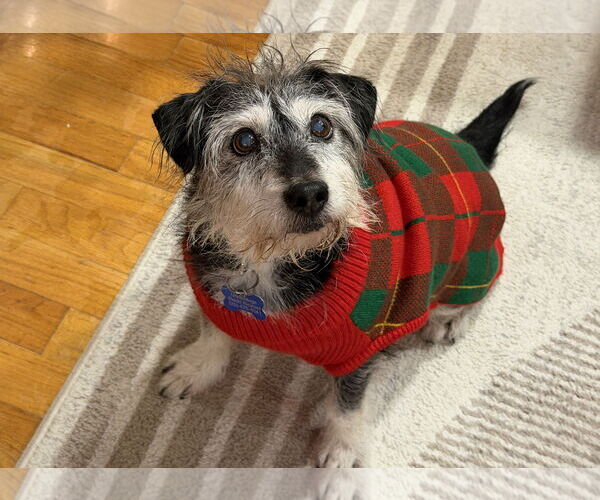 Medium Photo #2 Mutt Puppy For Sale in Milwaukie, OR, USA