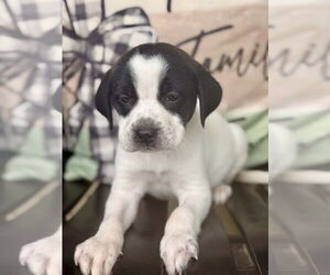 Lab-Pointer Dogs for adoption in Brewster, NY, USA