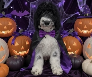 Bernedoodle Puppy for Sale in MENIFEE, California USA