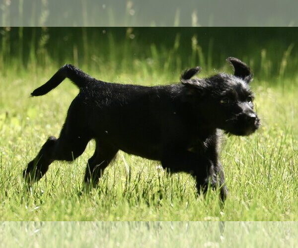 Medium Photo #4 Miniature Labradoodle Puppy For Sale in Mechanicsburg, PA, USA