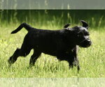 Small #3 Miniature Labradoodle