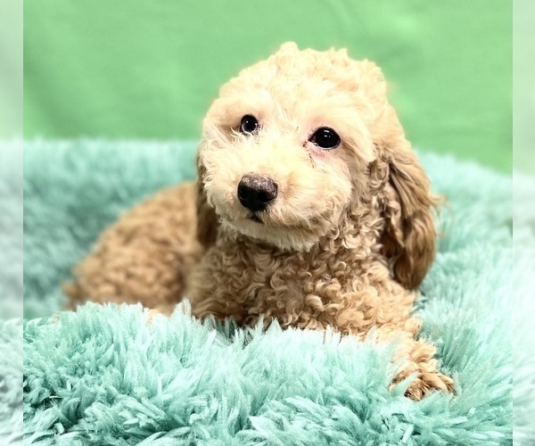 Medium Photo #1 Poodle (Miniature) Puppy For Sale in DUNDEE, OH, USA