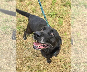 Bones - Male Mutt Dog for Adoption - Photo #2