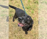 Small Photo #2 Mutt Puppy For Sale in Jackson, MS, USA