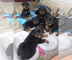 Small Photo #6 Rottweiler Puppy For Sale in NIPOMO, CA, USA