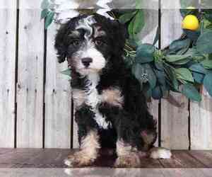 Bernedoodle (Miniature) Puppy for sale in MOUNT VERNON, OH, USA