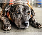 Small #19 Catahoula Leopard Dog Mix
