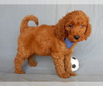 Small Photo #5 Goldendoodle Puppy For Sale in MILLERSBURG, OH, USA