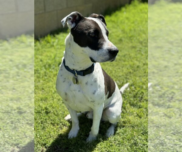 Medium Photo #3 Boxer-Pointer Mix Puppy For Sale in Chandler, AZ, USA