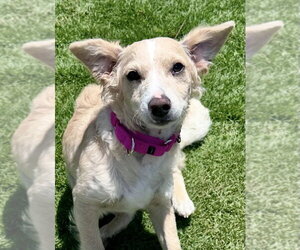 Nelson - Male Mutt Dog for Adoption - Photo #9