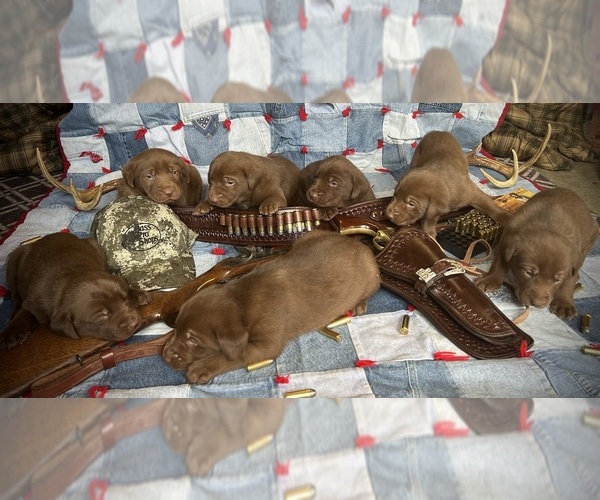 Medium Photo #1 Labrador Retriever Puppy For Sale in RUTHERFORDTON, NC, USA