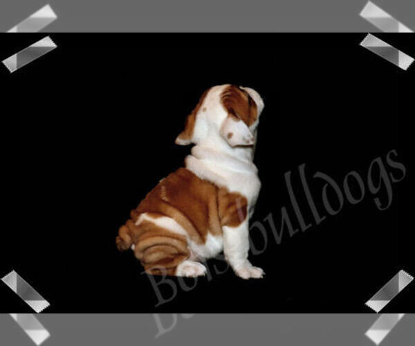 Medium Photo #4 Bulldog Puppy For Sale in BOISE, ID, USA
