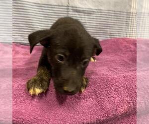 Mutt Dogs for adoption in Modesto, CA, USA