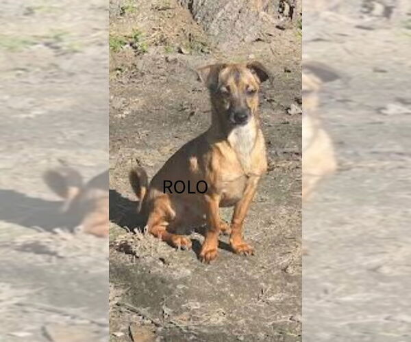 Medium Photo #1 Chihuahua Puppy For Sale in Oakhurst, NJ, USA