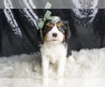 Small #1 Cavalier King Charles Spaniel