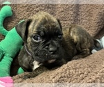 Small Photo #2 Boxer Puppy For Sale in LANSING, MI, USA
