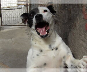 Kristi - Female Australian Shepherd-Unknown Mix Dog for Adoption - Photo #3