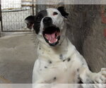 Small #2 Australian Shepherd Mix