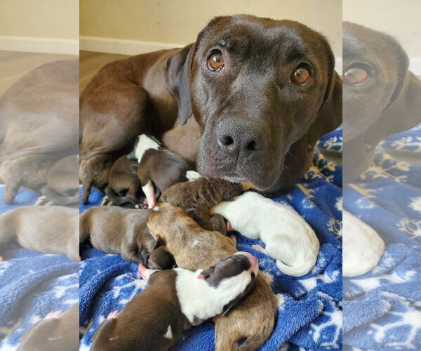 Medium Photo #11 Red Heeler-Unknown Mix Puppy For Sale in Stover, MO, USA