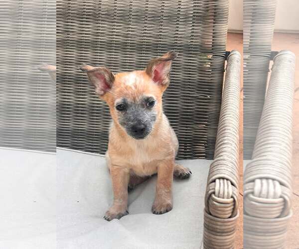 Medium Photo #3 Mutt Puppy For Sale in Paso Robles, CA, USA