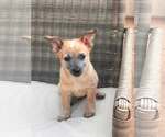Small #2 Mutt